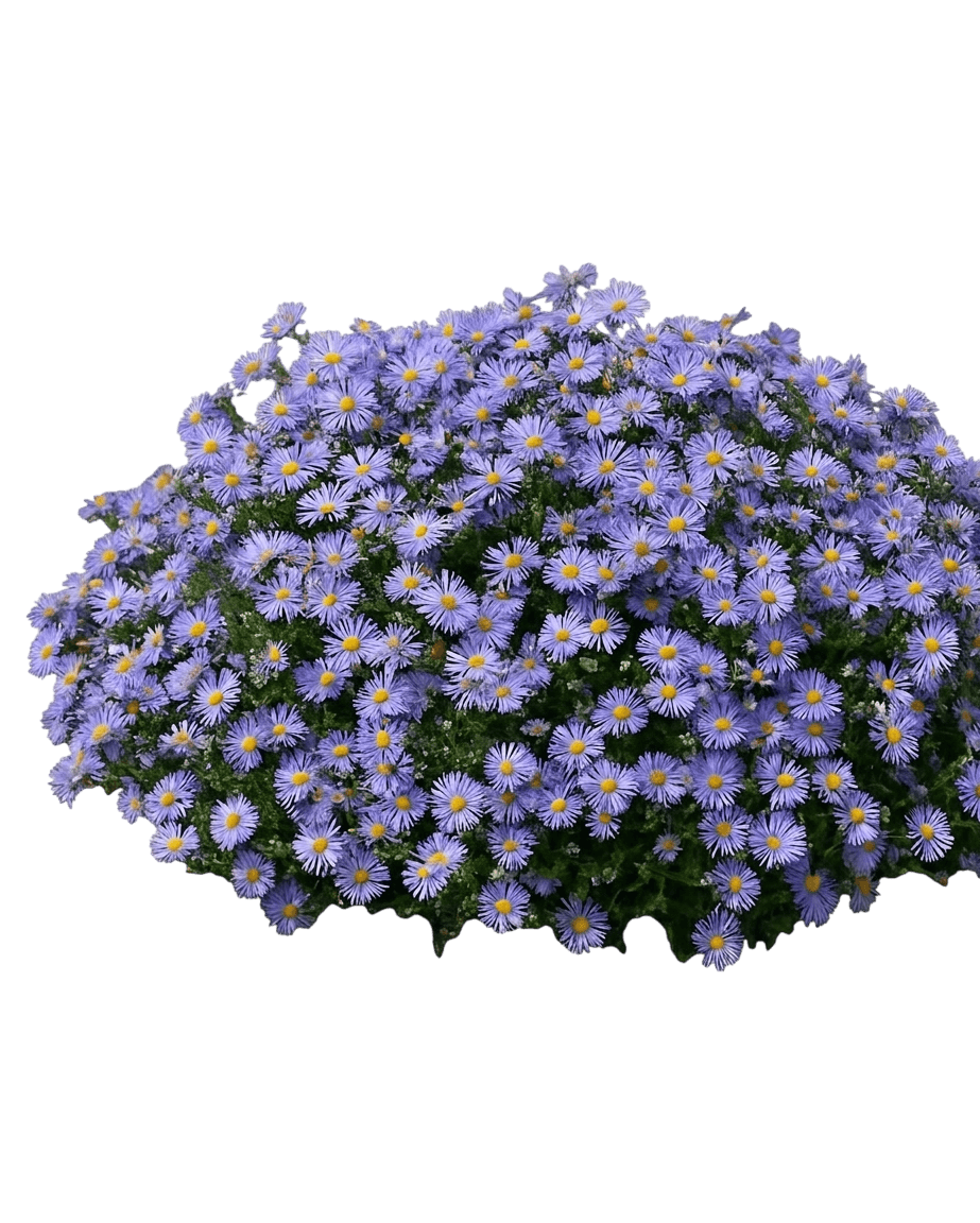 Fall Aster 'Wood' (Aster Dumosus S Blue 'Wood') - Perennials