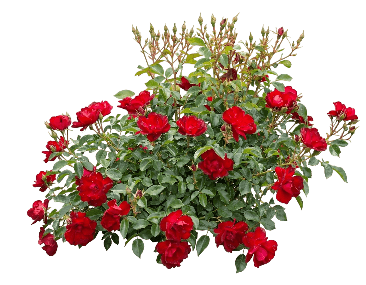 red floribunda roses 'meitraligh' brick house® (Rosa Pp30141 'Meitraligh') - Ground-layer plants