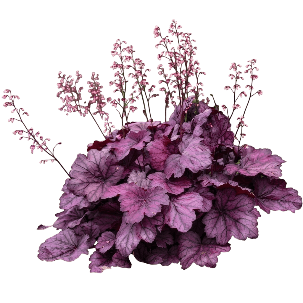 Long-Flowered Alumroot (Heuchera Longiflora) - Perennials