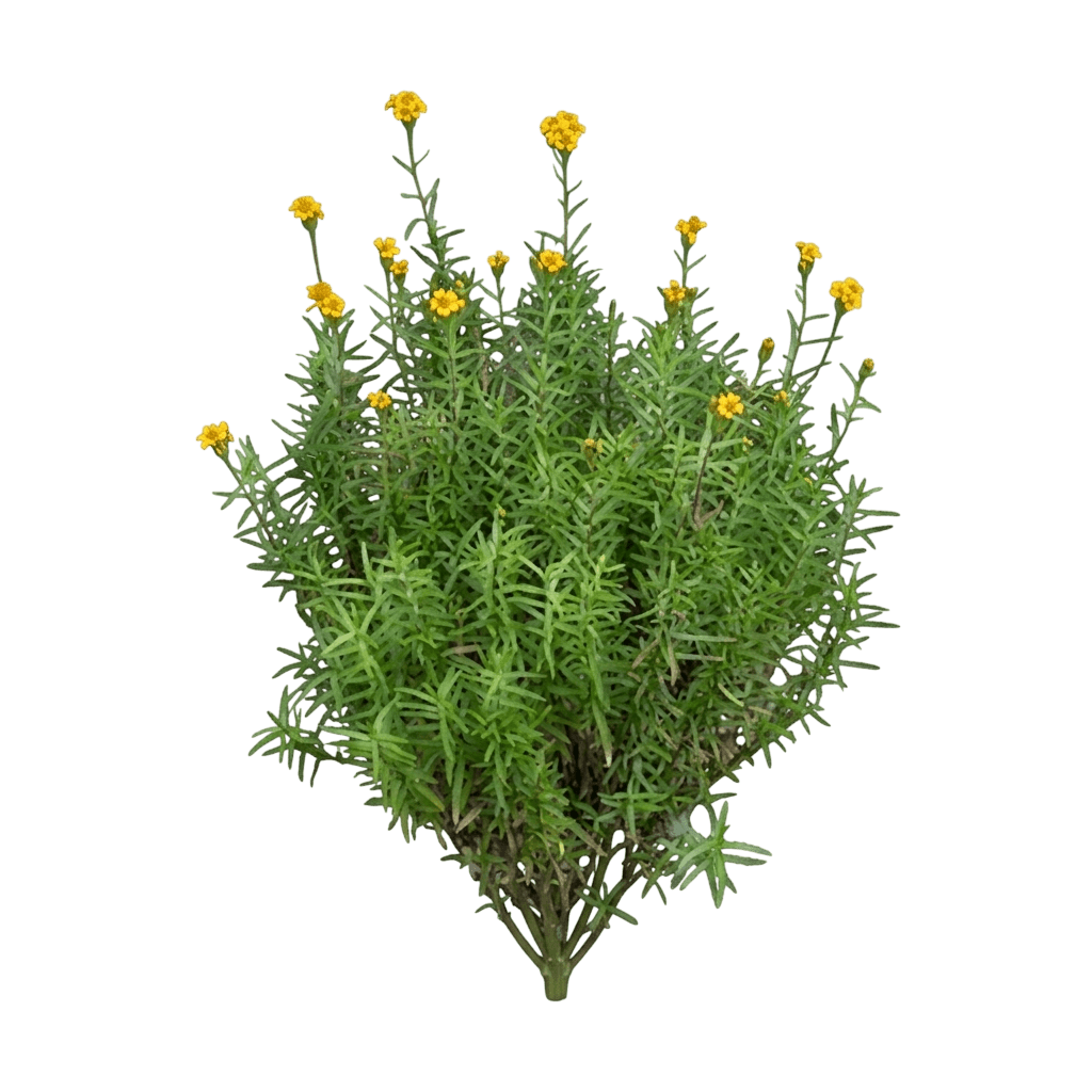Mexican Tarragon (Tagetes Lucida) - Perennials