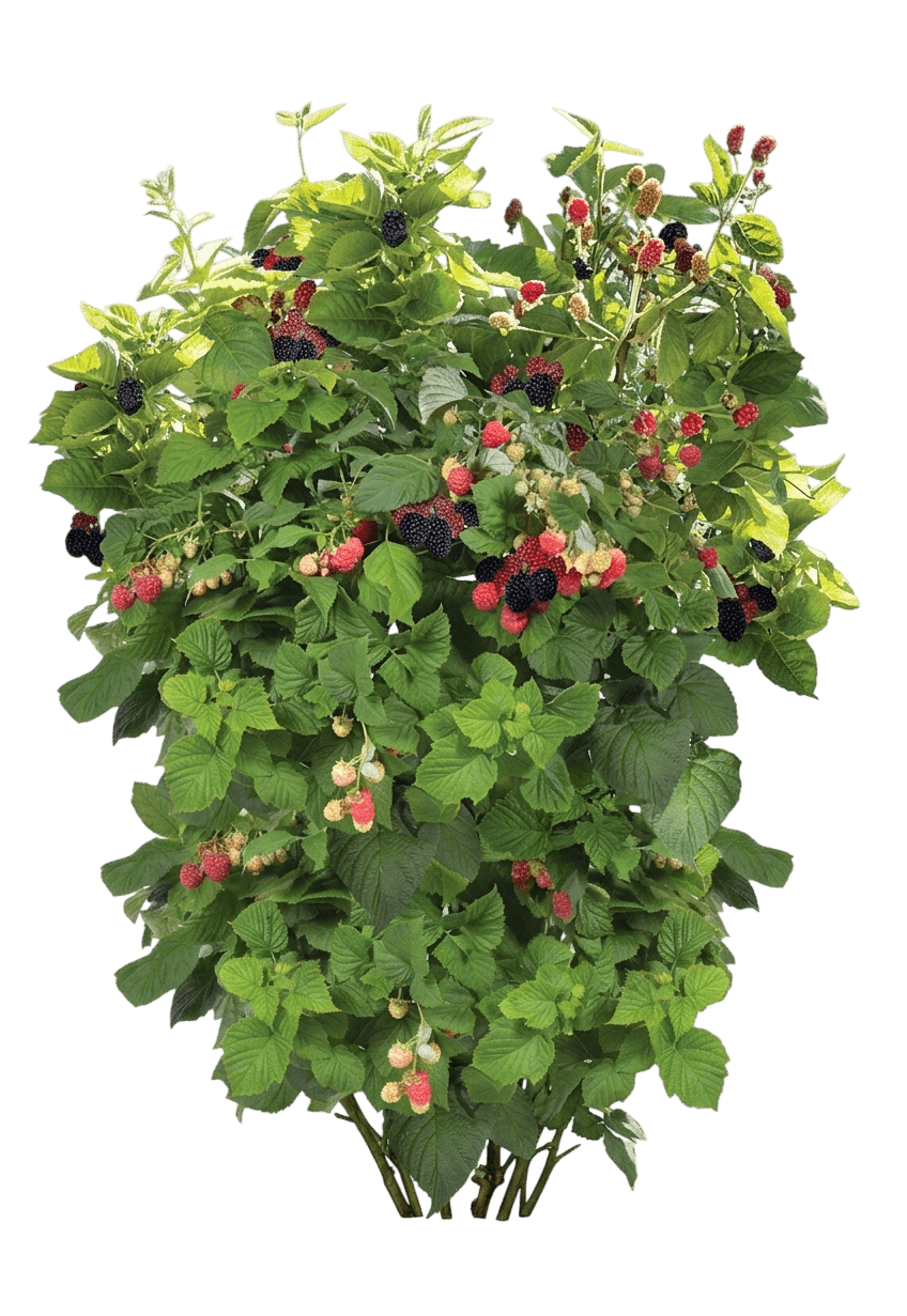 Bushel And Berry® Baby Cakes® Blackberry (Rubus Hybrid 'Apf-236T') - Ground Layers