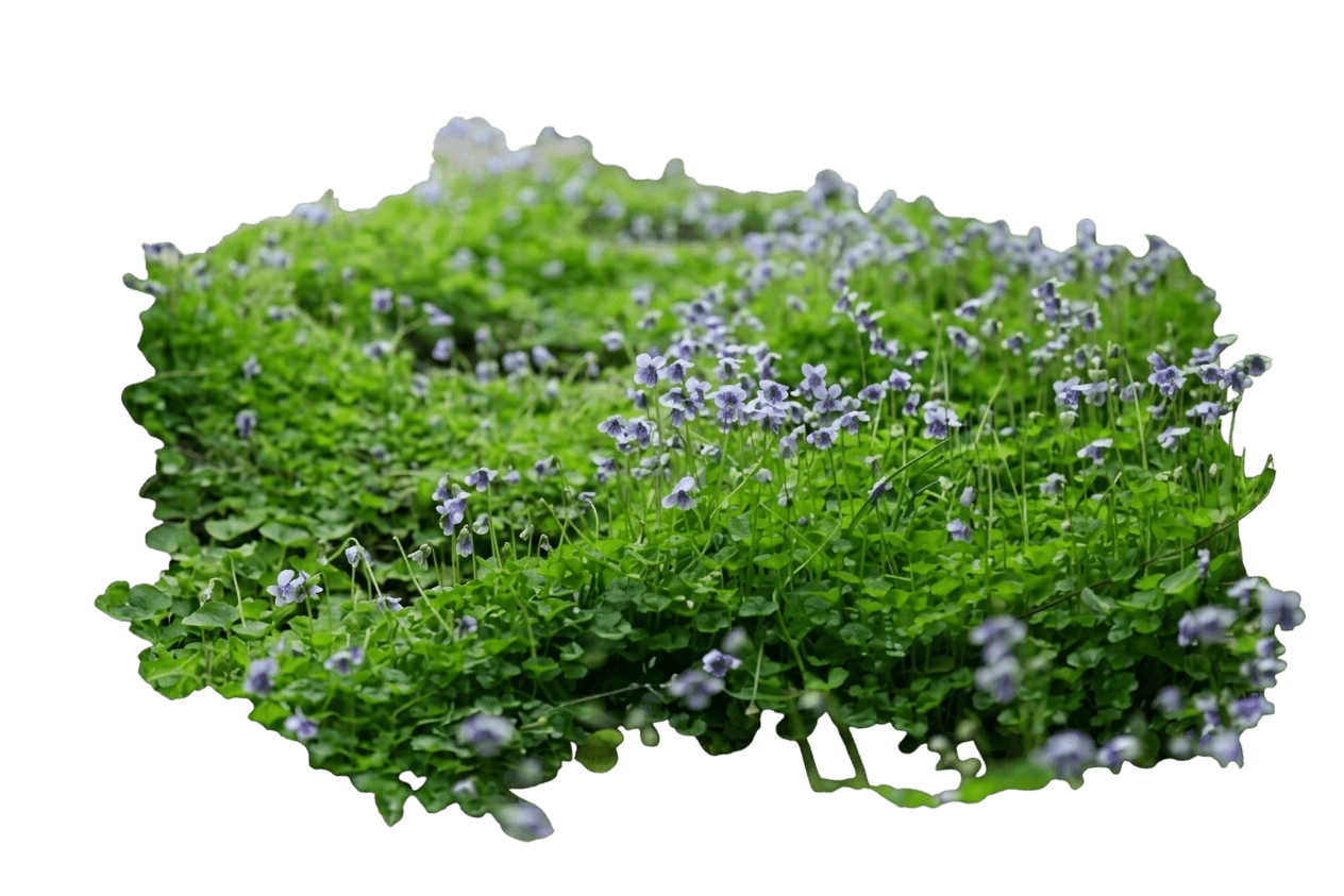 Native Violet (Viola Hederacea) - Ground Layers