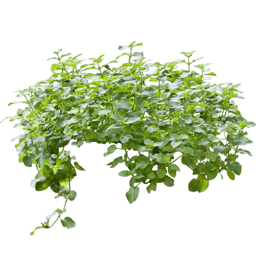Jessica'S Sweet Pear Mint (Mentha 'Jessica'S Sweet Pear') - Perennials