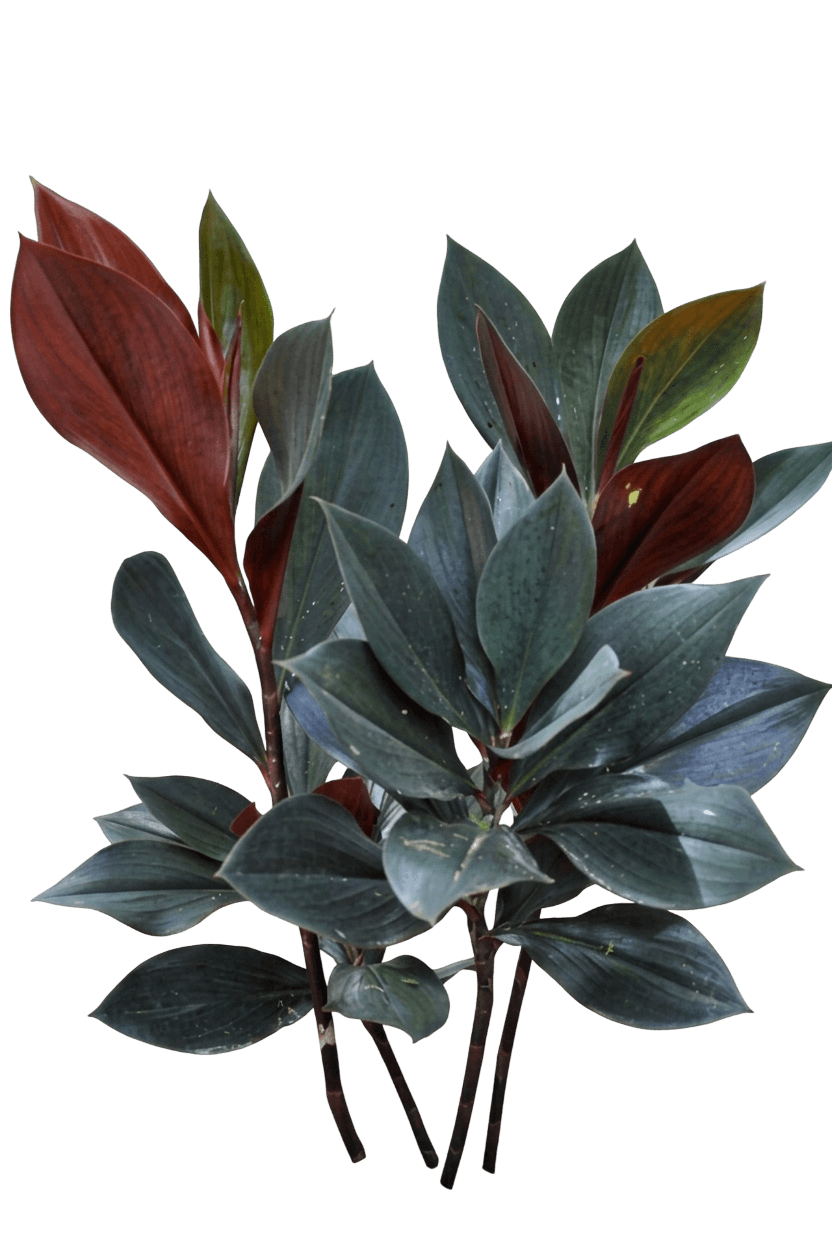 Violet Spiral Flag (Costus Erythrophyllus) - Perennials