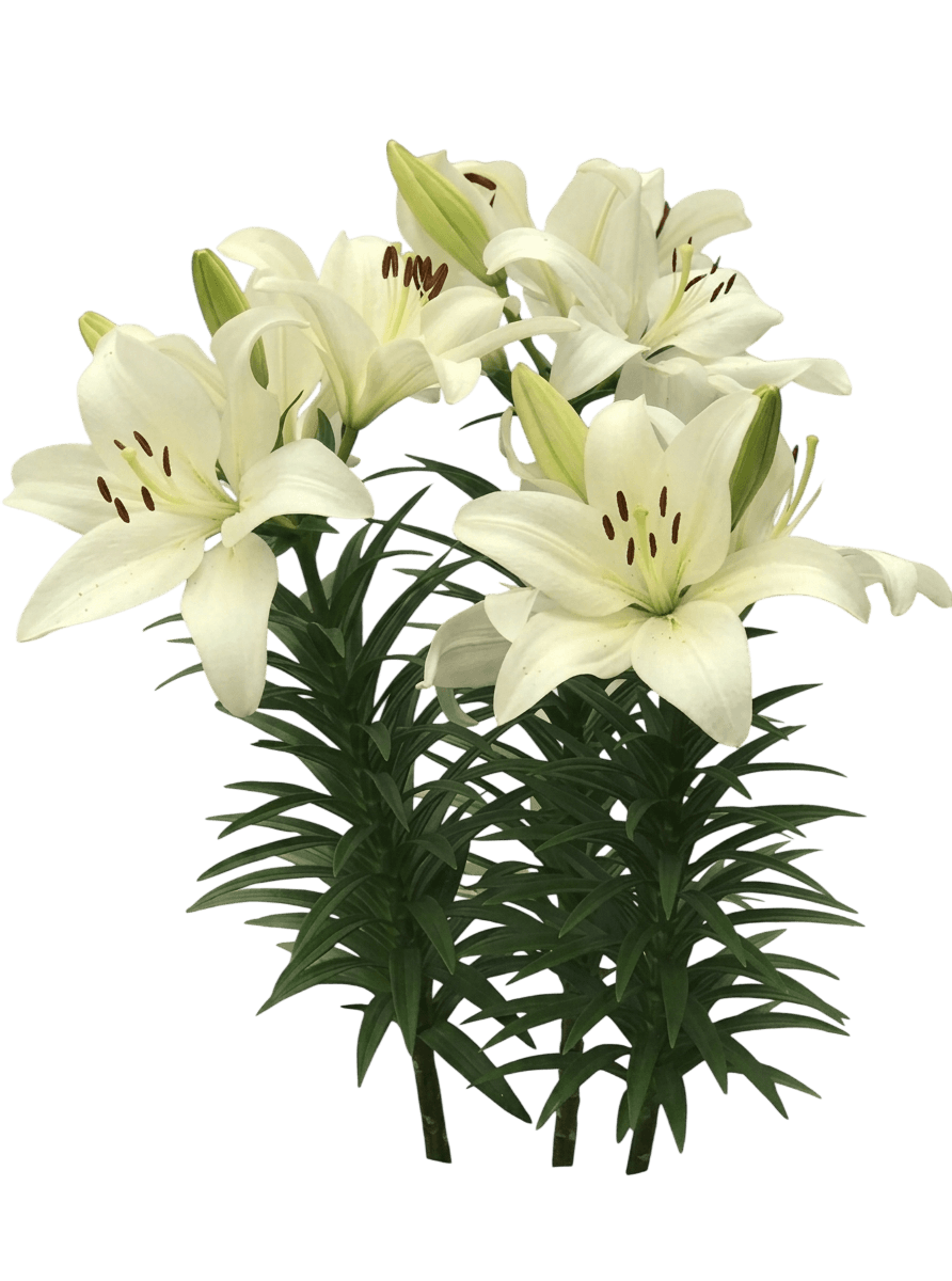 Summer Snow Asiatic Lily (Lilium Asiaticum Var. Asiaticum 'Summer Snow') - Perennials