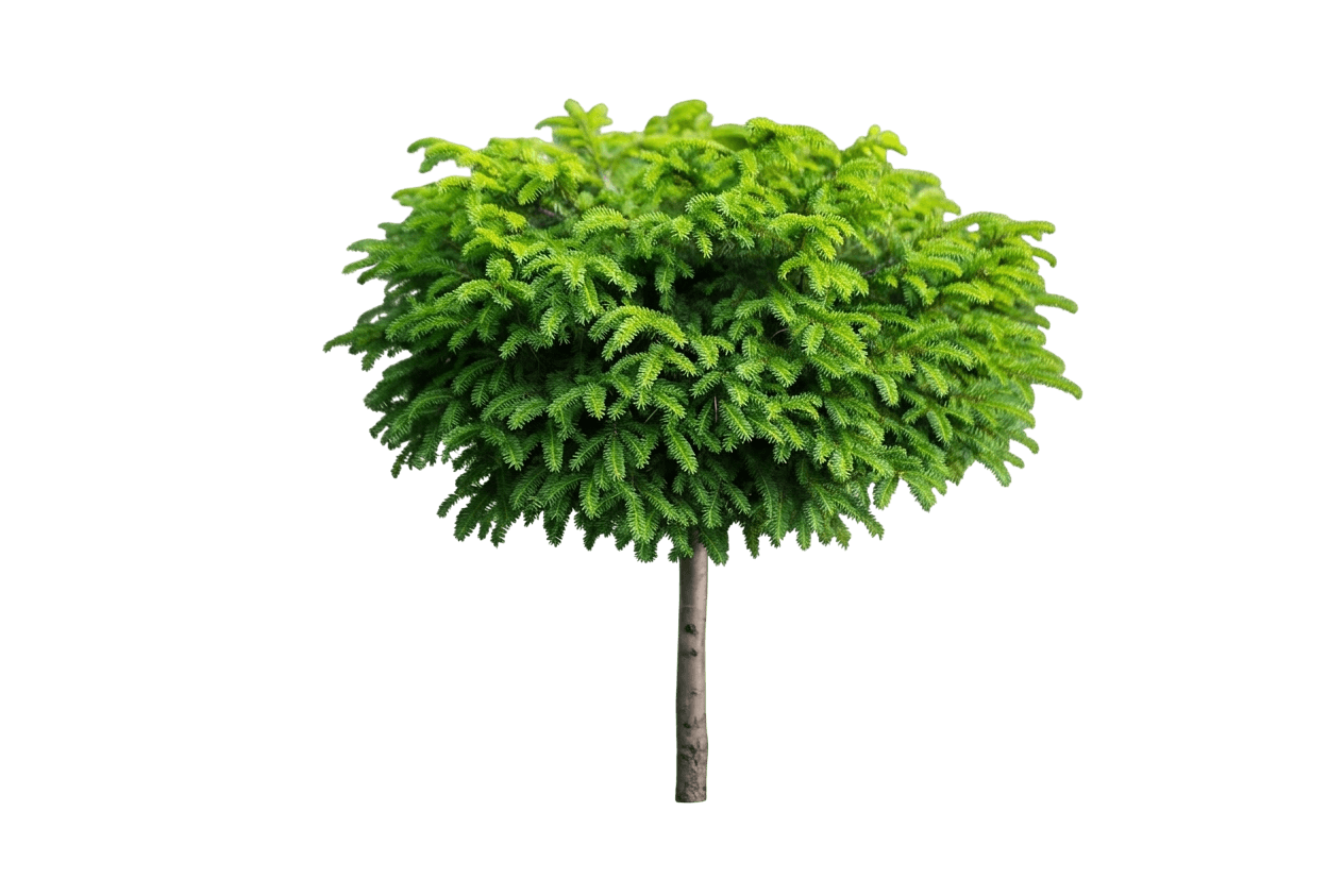 Little Gem Norway Spruce Standard (Picea Abies Standard 'Little Gem') - Evergreen Trees