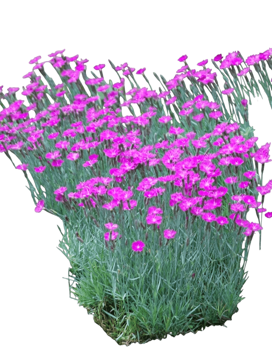 Scent First Lemon Sparkler Dianthus (Dianthus 'Kleda28842') - Perennials