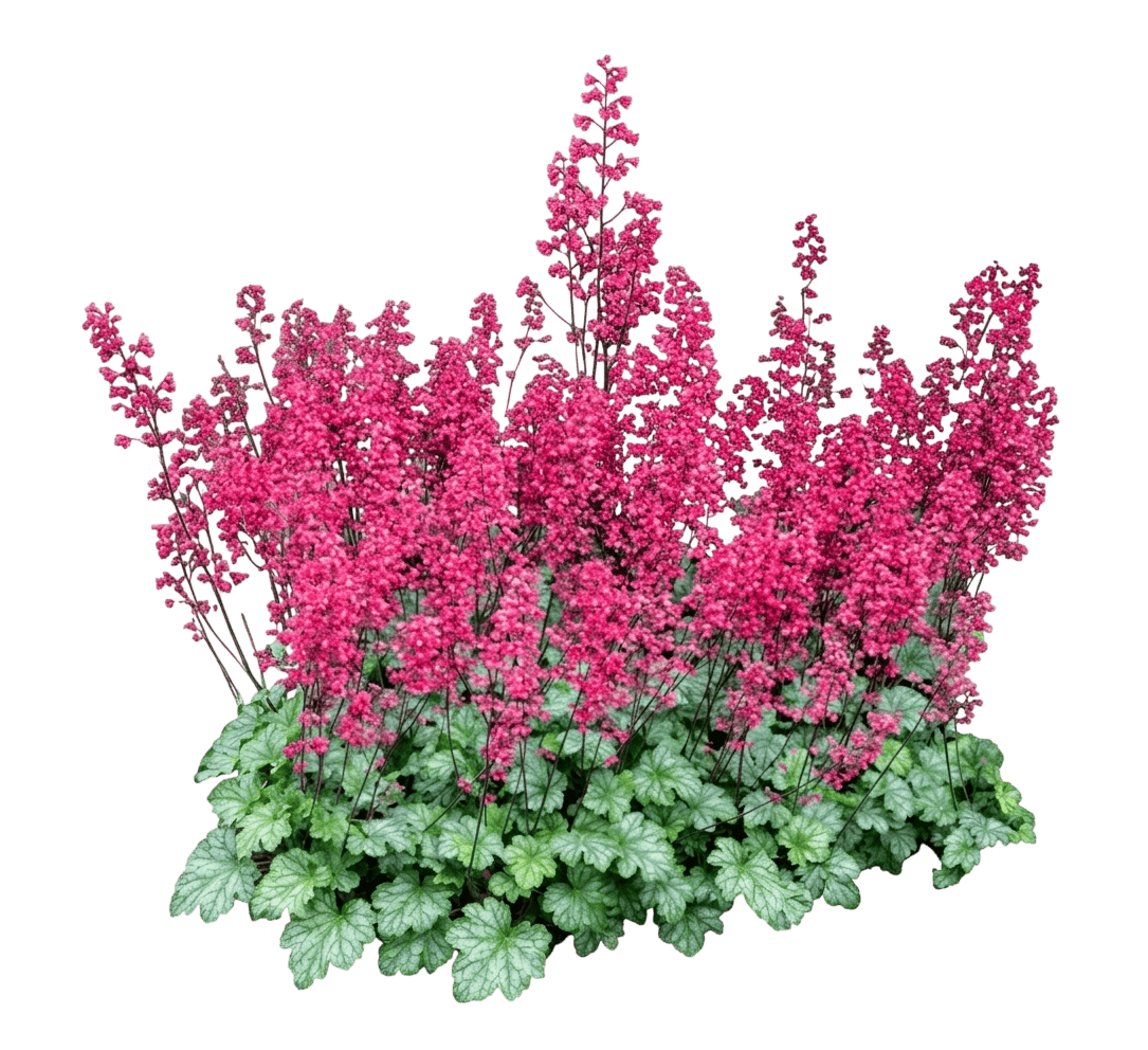 Paris Coral Bells (Heuchera 'Paris') - Perennials