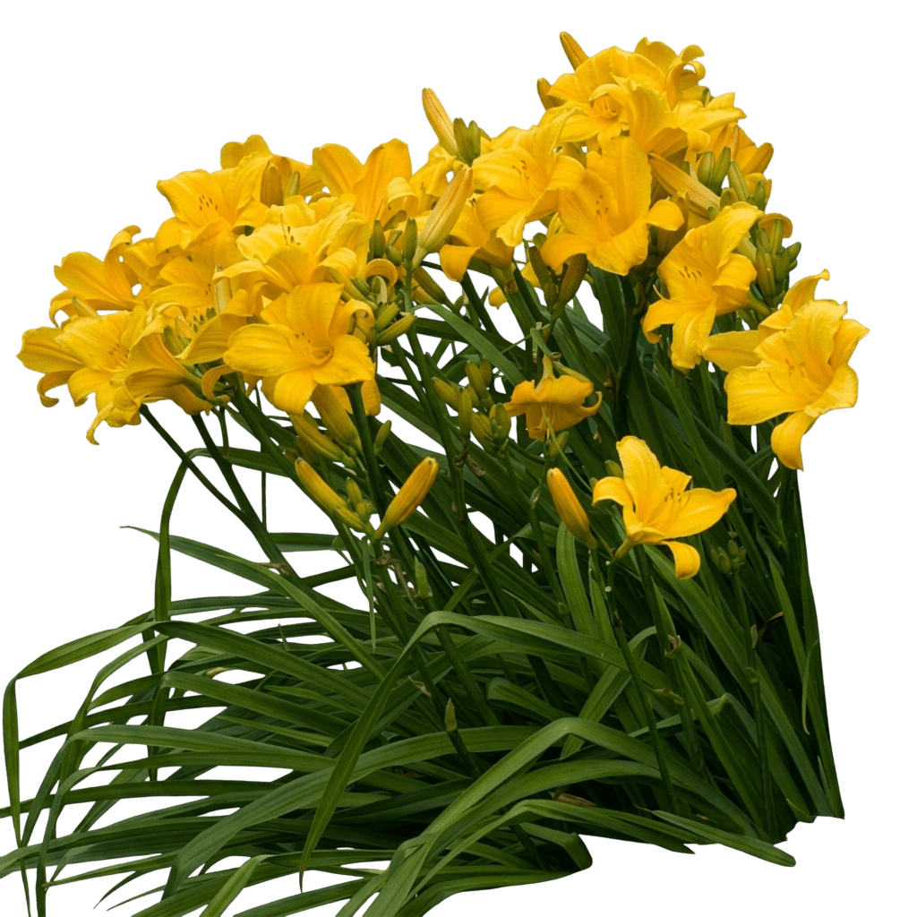 Buttered Popcorn Daylily (Hemerocallis 'Buttered Popcorn') - Perennials