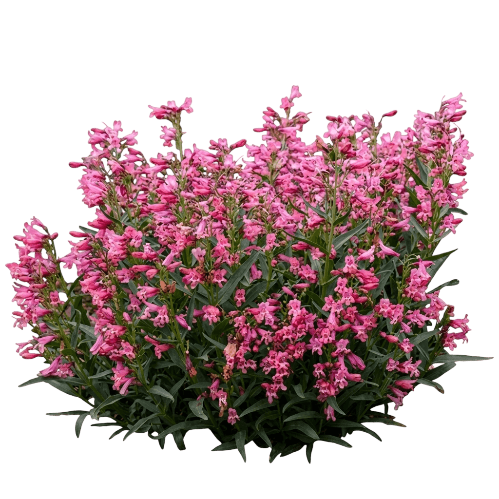 Rock Candy Coral Beardtongue (Penstemon Barbatus 'Balrocoral') - Perennials