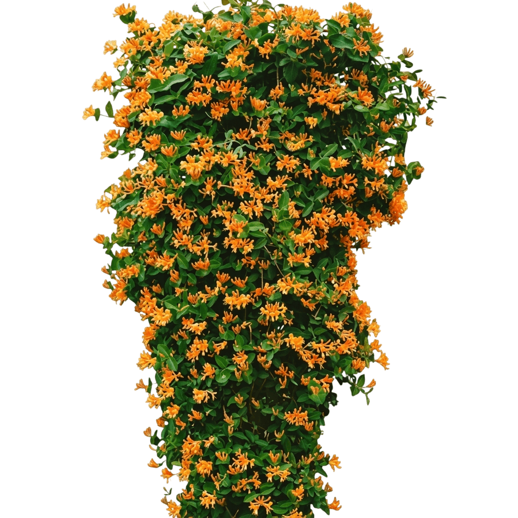 Mandarin Honeysuckle (Lonicera Macgregorii 'Mandarin') - Perennials