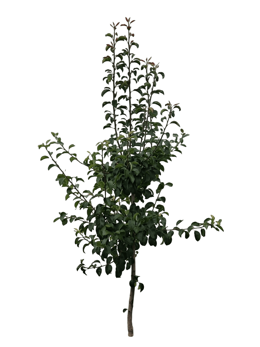 Shinko Asian Pear (Pyrus Pyrifolia Var. Pyrifolia 'Shinko') - Fruit Trees