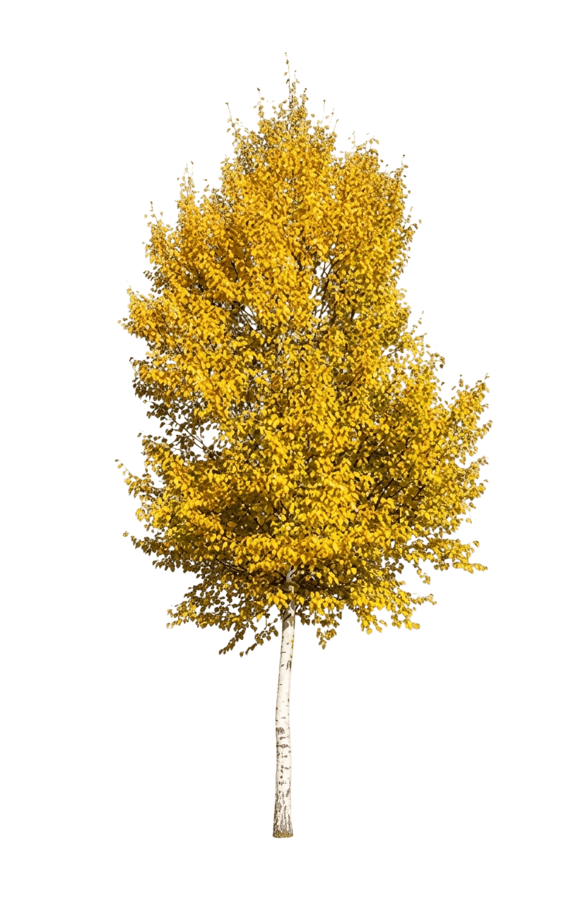 Yukon Birch (Betula Glandulosa X Papyrifera) - Ground Layers