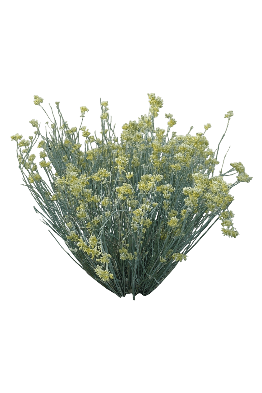 desert milkweed (Asclepias Subulata) - Perennials