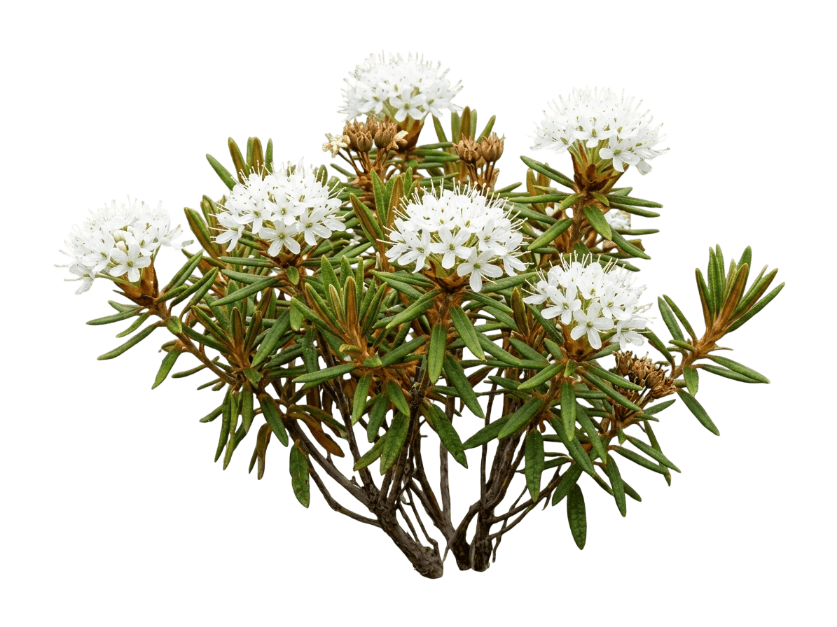 Labrador Tea (Ledum Groenlandicum) - Ground Layers