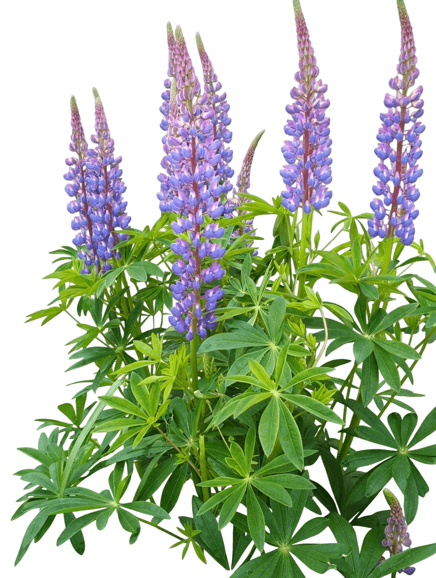 Lupine, Mini Gallery Blue Bicolor (Lupinus Polyphyllus) - Perennials
