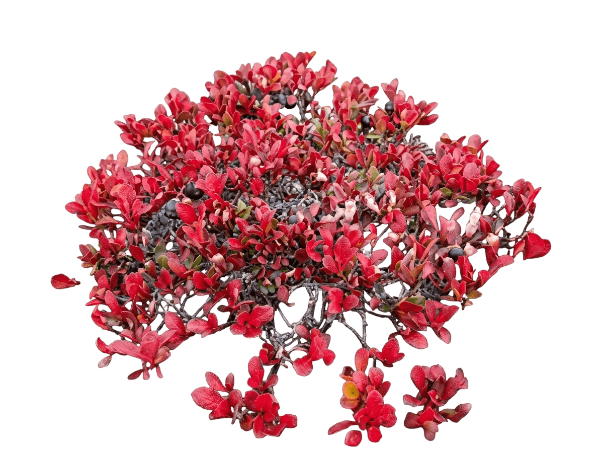 Alpine Bearberry (Arctostaphylos Alpina) - Ground Layers