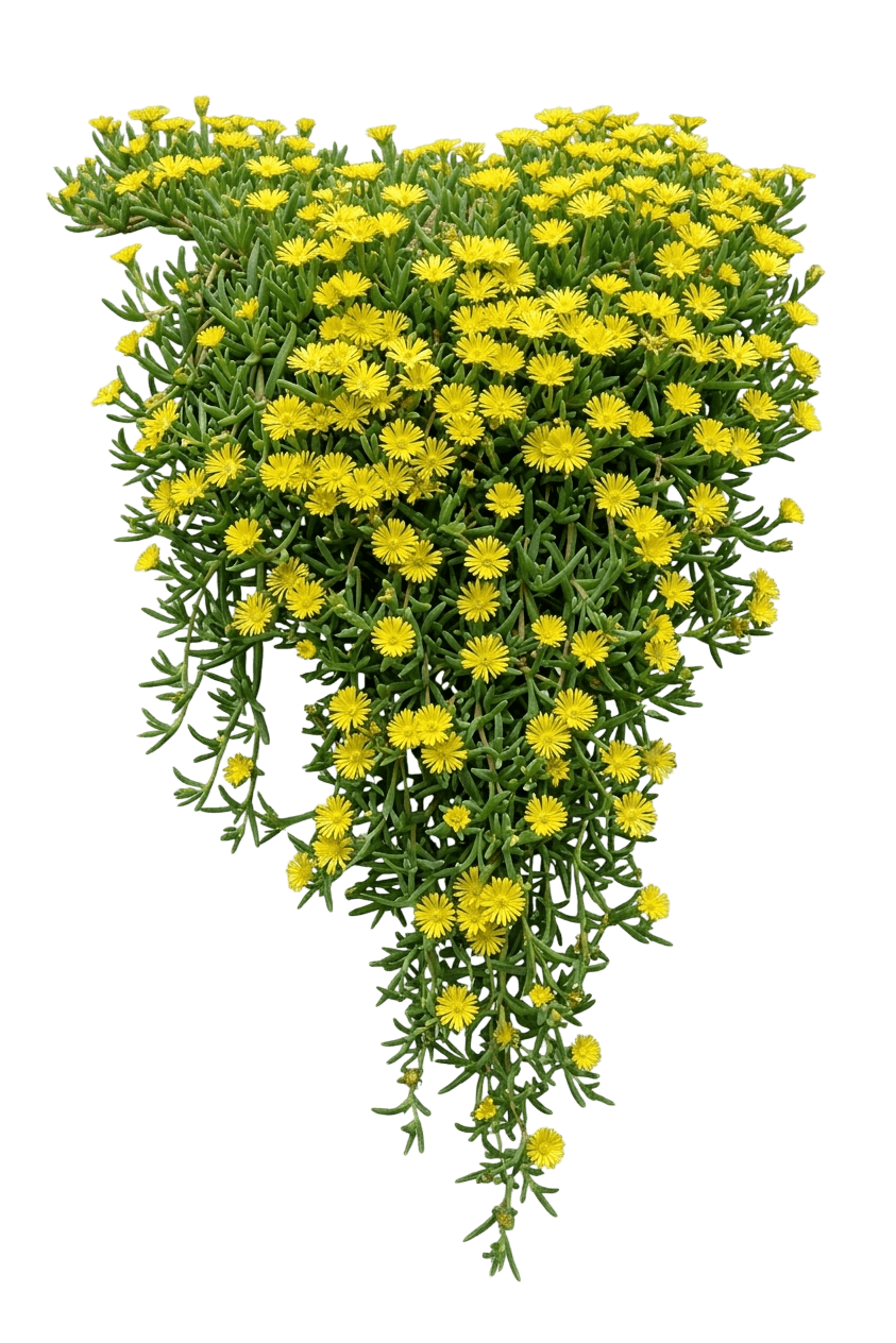 Ice Plant, Yellow (Delosperma Nubigenum) - Ground Layers
