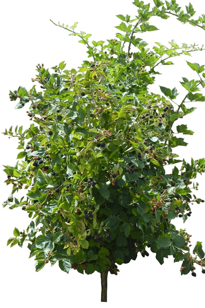 echte Brombeere (Rubus Fruticosus 'Triple Crown') - Pflanzen der Bodenschicht