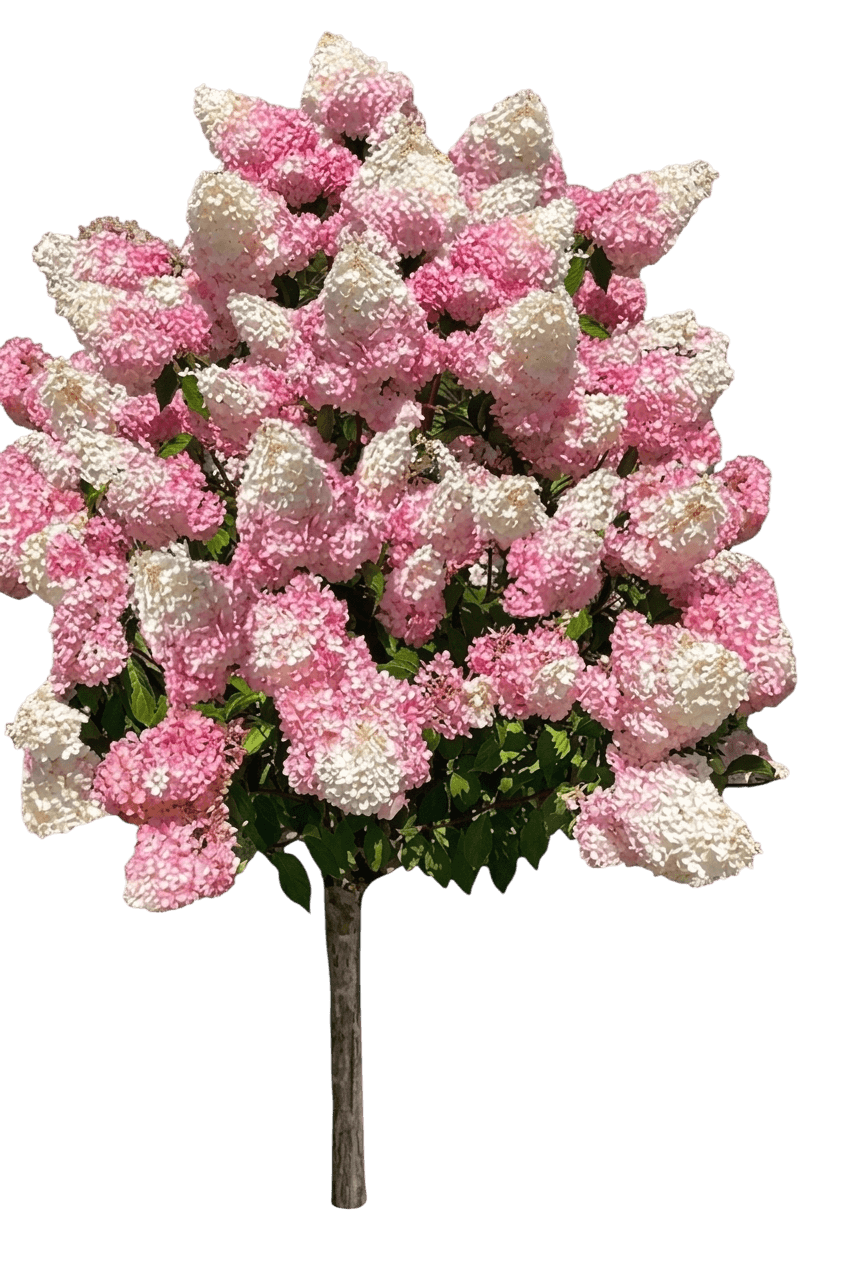 WorryFree® Ruby Snow Panicle Hydrangea (Hydrangea Paniculata Var. Paniculata 'Bokorubs') - Shrubs