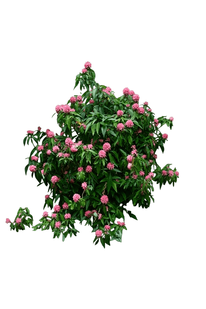 Jacobinia (Justicia Carnea) - Ground Layers
