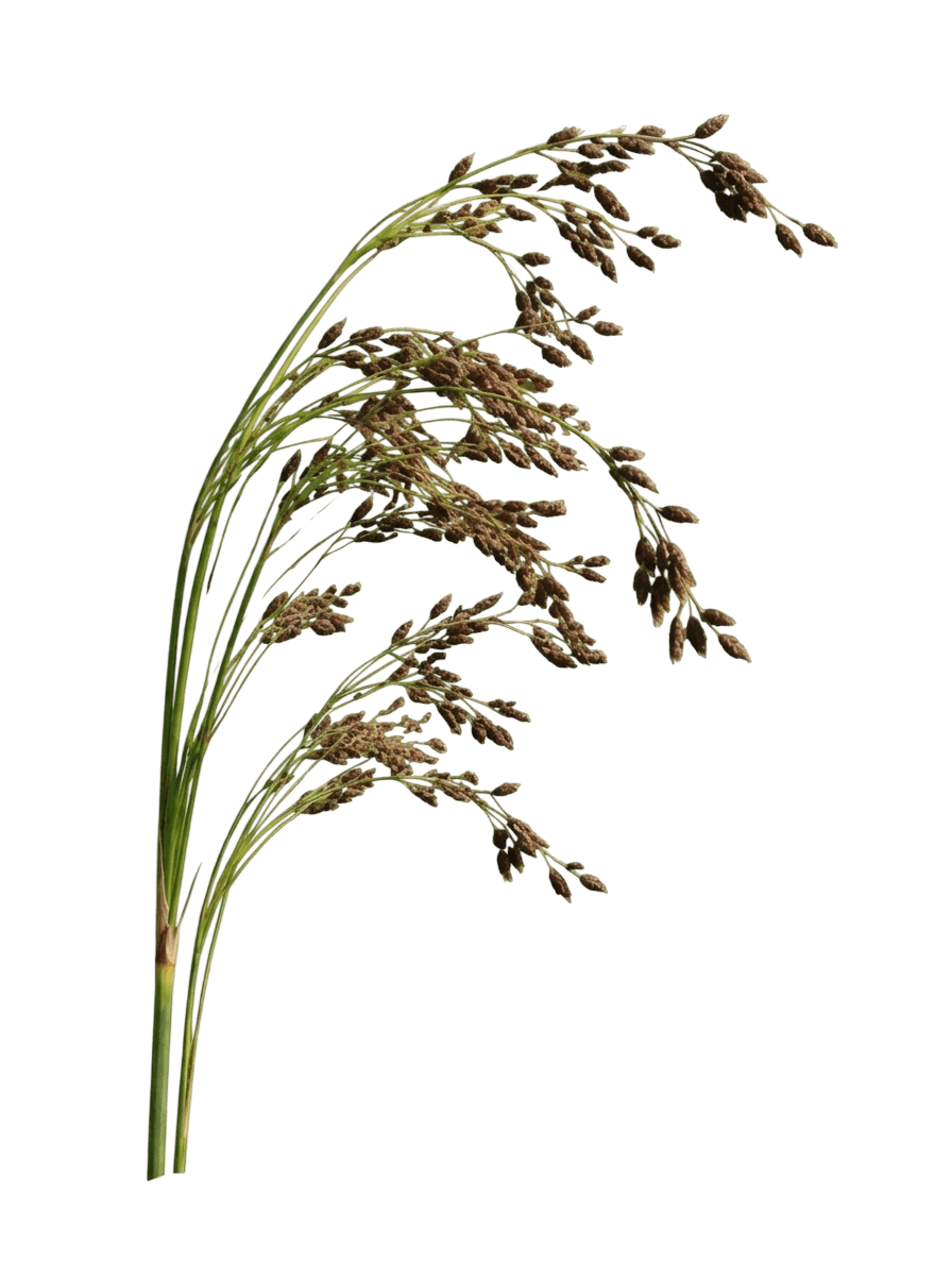 Stars And Stripes Rufous Bulrush (Scirpus Pendulus 'Stars And Stripes') - Grasses