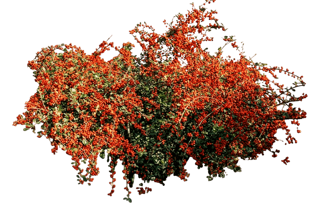 Cotoneaster, Szechuan Fire (Cotoneaster Ignavus) - Ground Layers