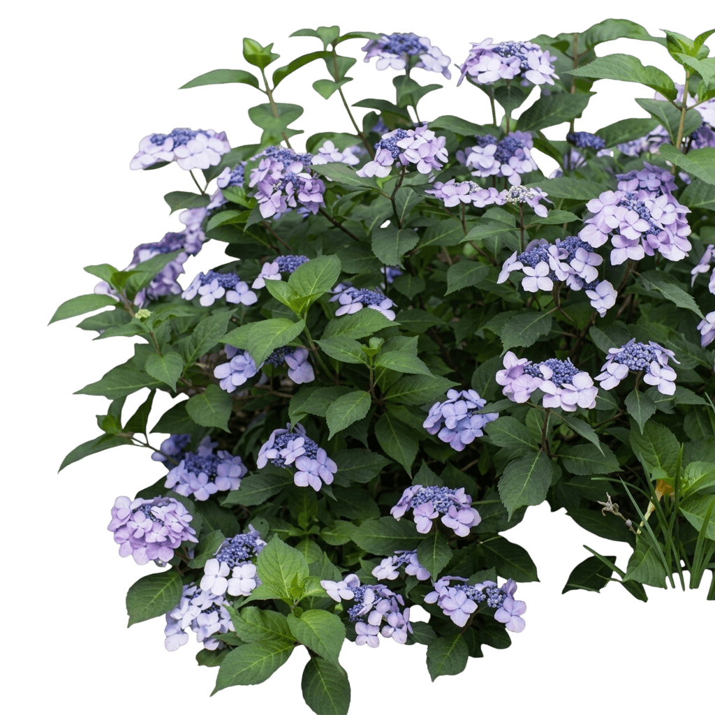Twist-N-Shout® Hydrangea (Hydrangea Macrophylla Twist-N-Shout 'Phiim') - Ground Layers