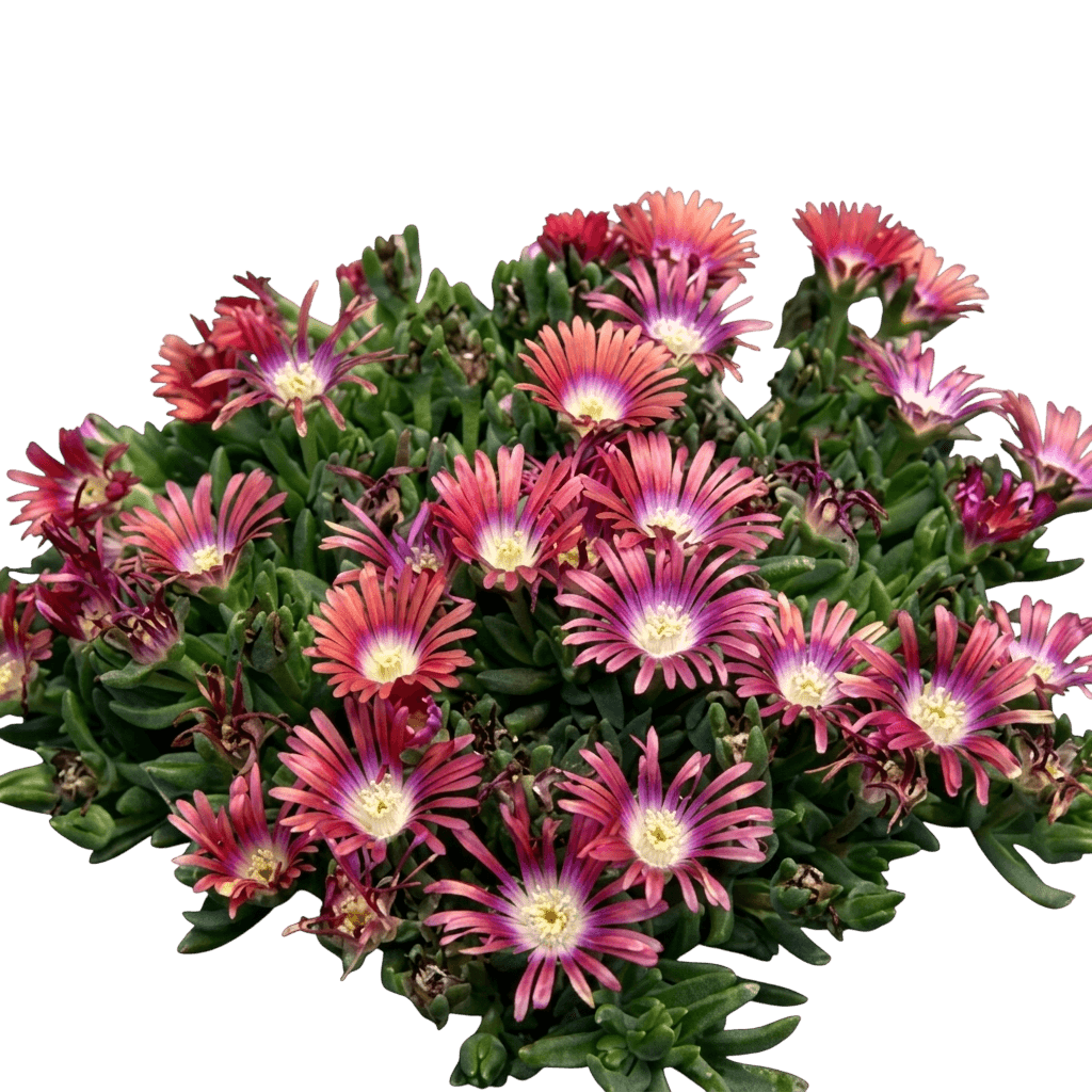 Ice Plant, Red Mountain (Delosperma Dyeri 'Psdold') - Ground Layers