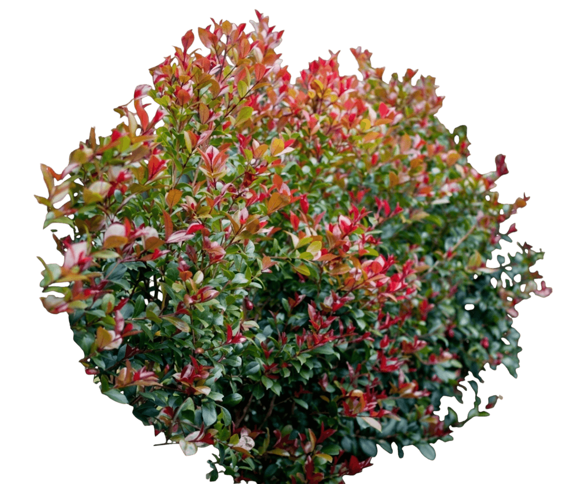 Select (Syzygium Australe 'Select') - Ground Layers