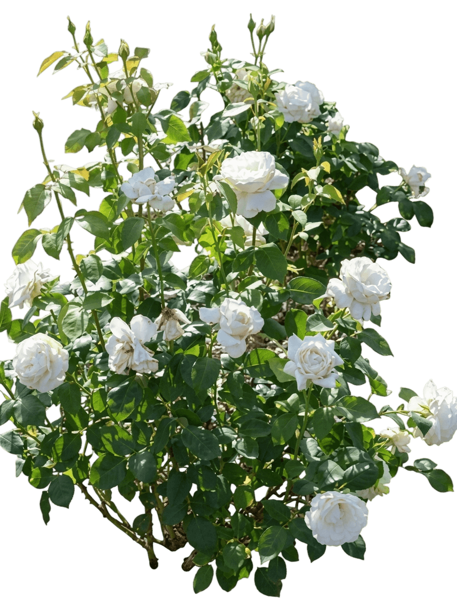 Sugar Moon Rose (Rosa 'Wekmemolo') - Ground Layers
