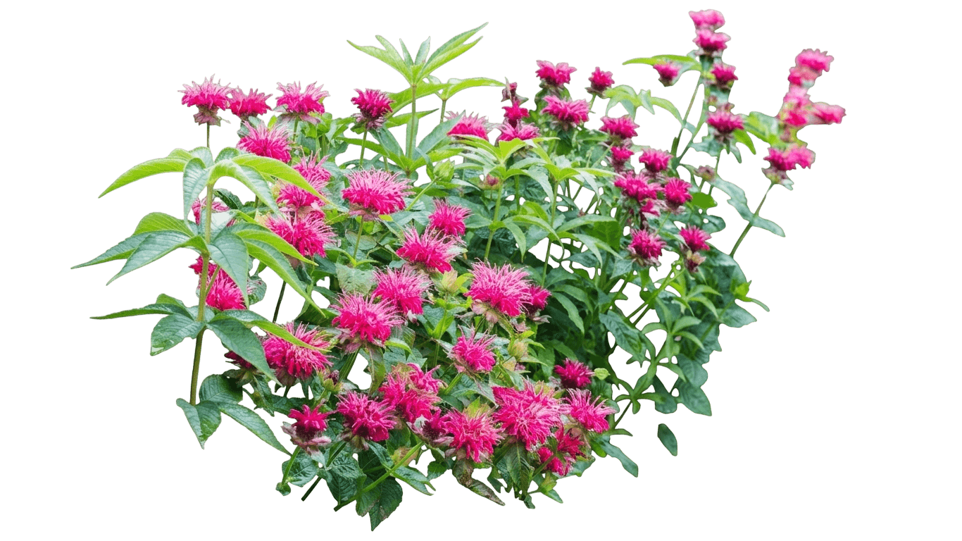 Pocahontas Purple Rose Bee Balm (Monarda Didyma 'Pocahontas Purple Rose') - Perennials