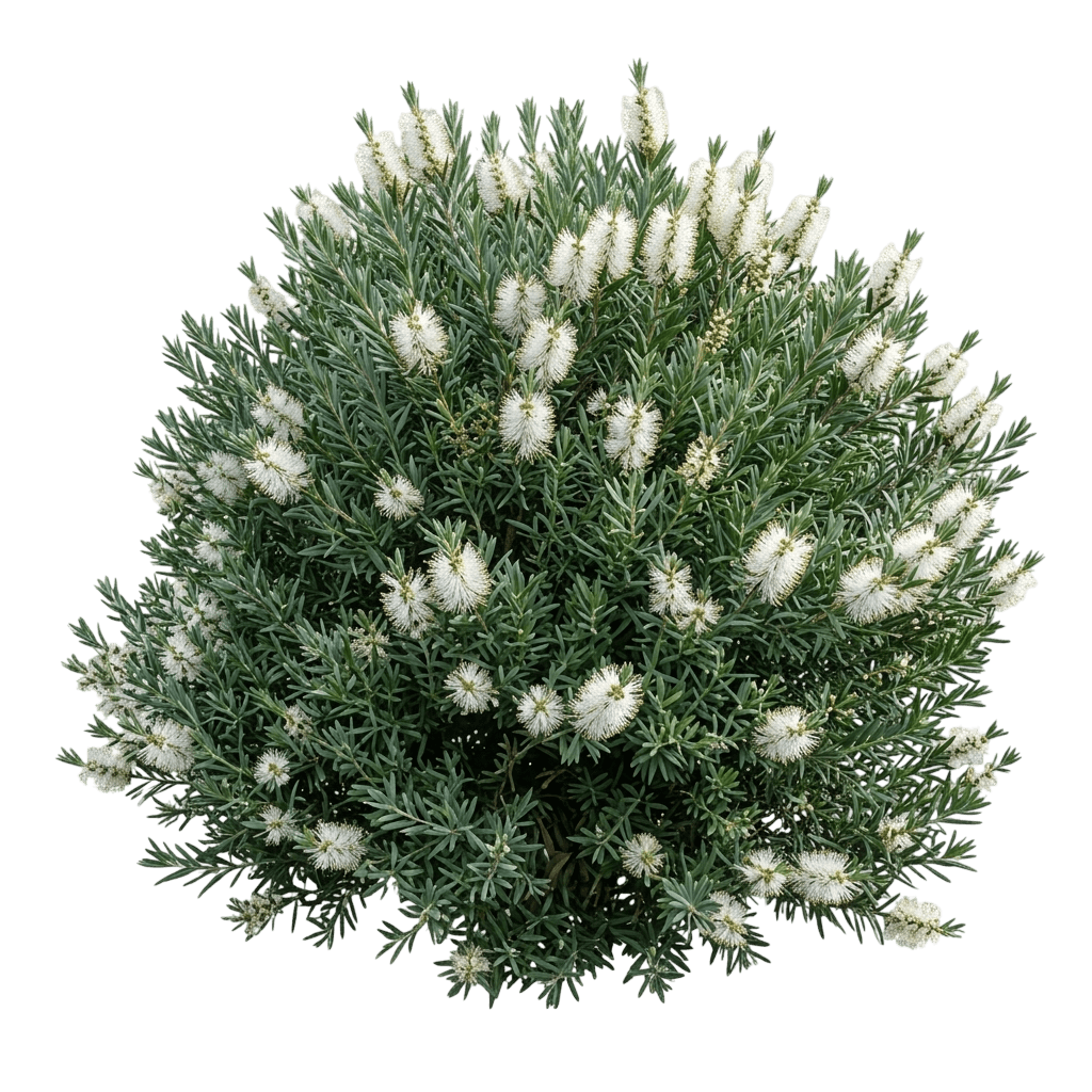 Wilderness White (Callistemon Bottlebrush 'Wilderness White') - Ground Layers