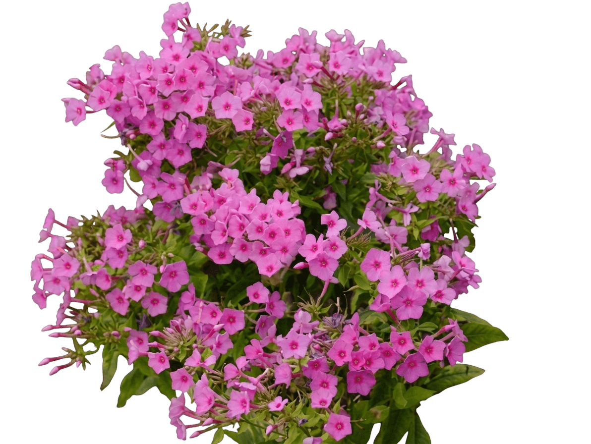 Flame Pink Garden Phlox (Phlox Paniculata Flame Pink 'Bartwelve') - Perennials