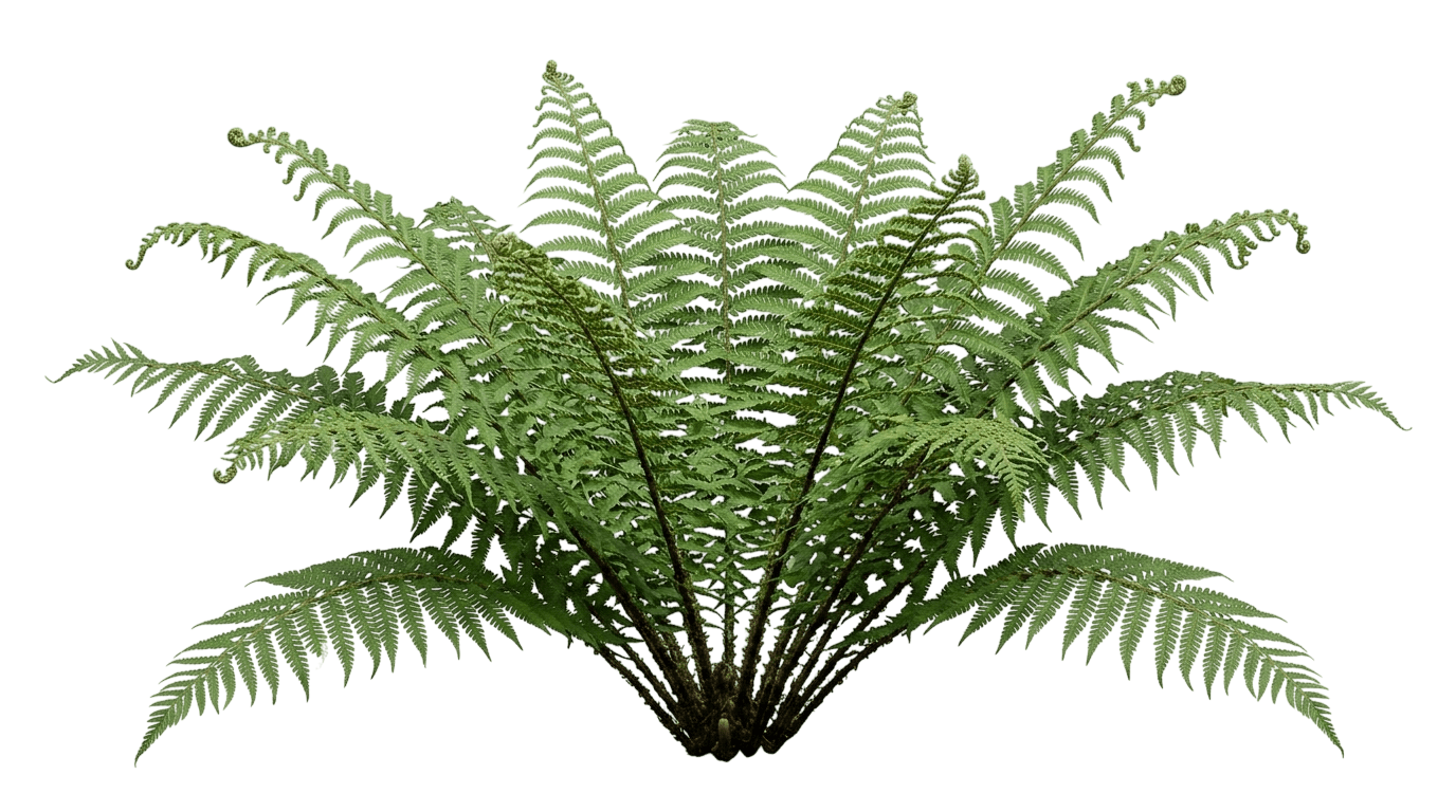 Robust Male Fern (Dryopteris × Complexa 'Robust') - Perennials