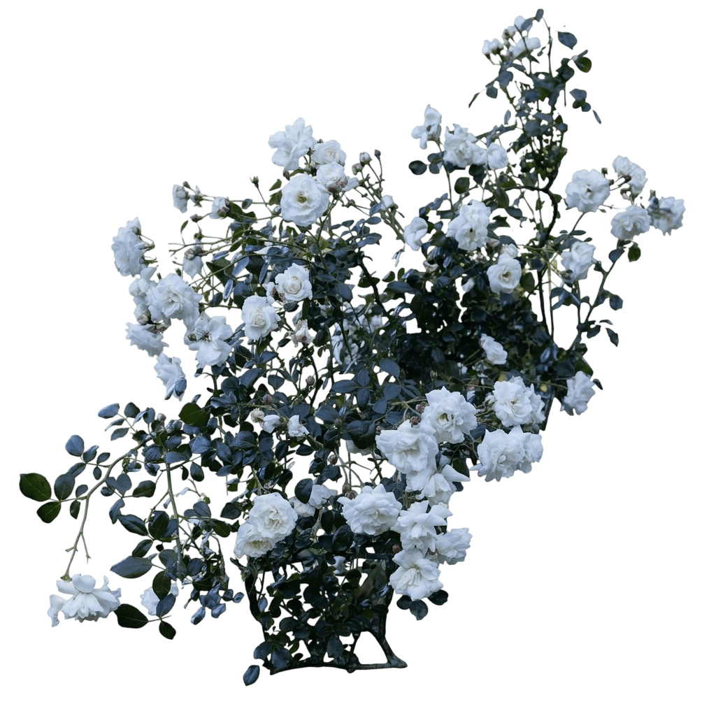 White Dawn® Climbing Rose (Rosa Var. Spp. 'White Dawn') - Shrubs