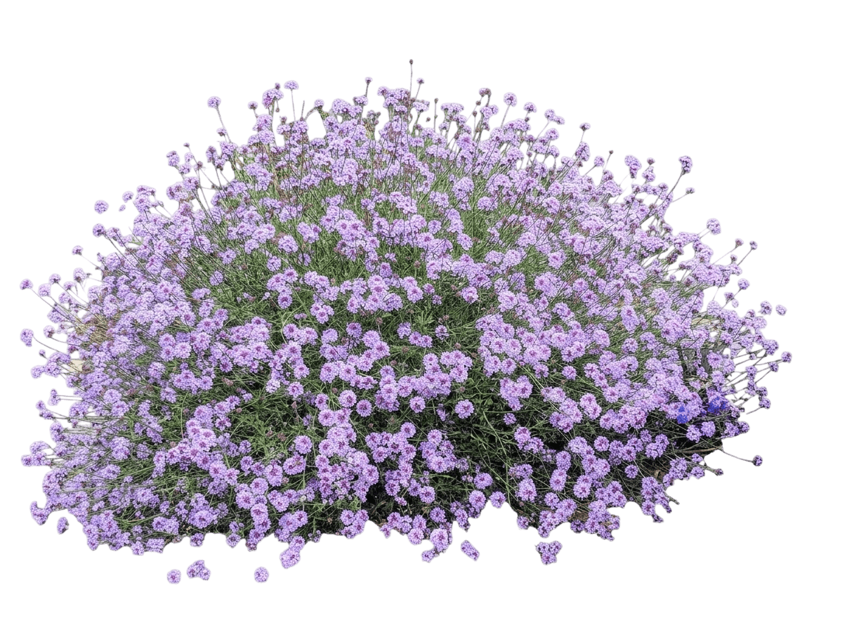 lilac verbena (Glandularia Lilacina) - Perennials
