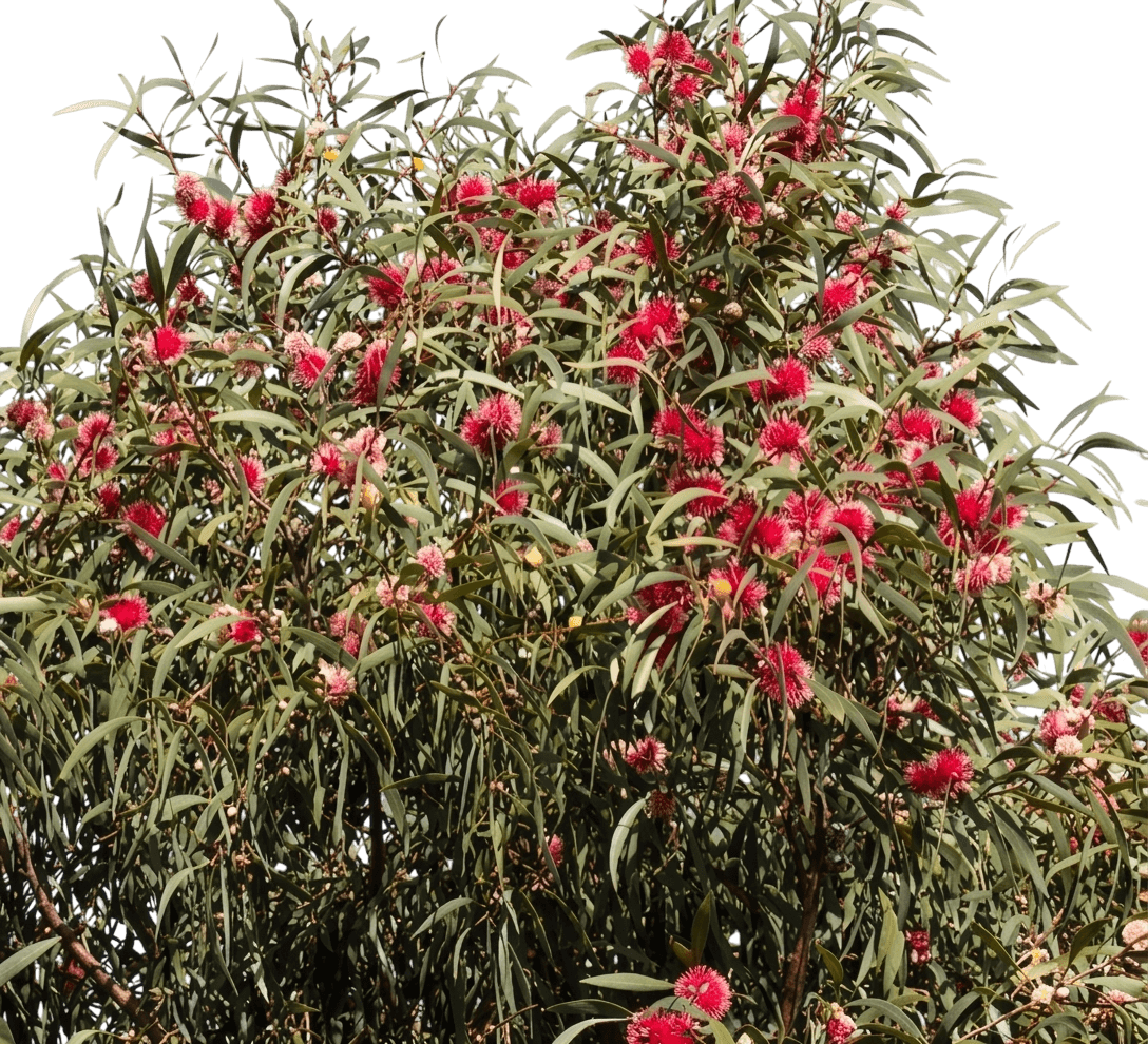 Hakea (Hakea) - Ground Layers