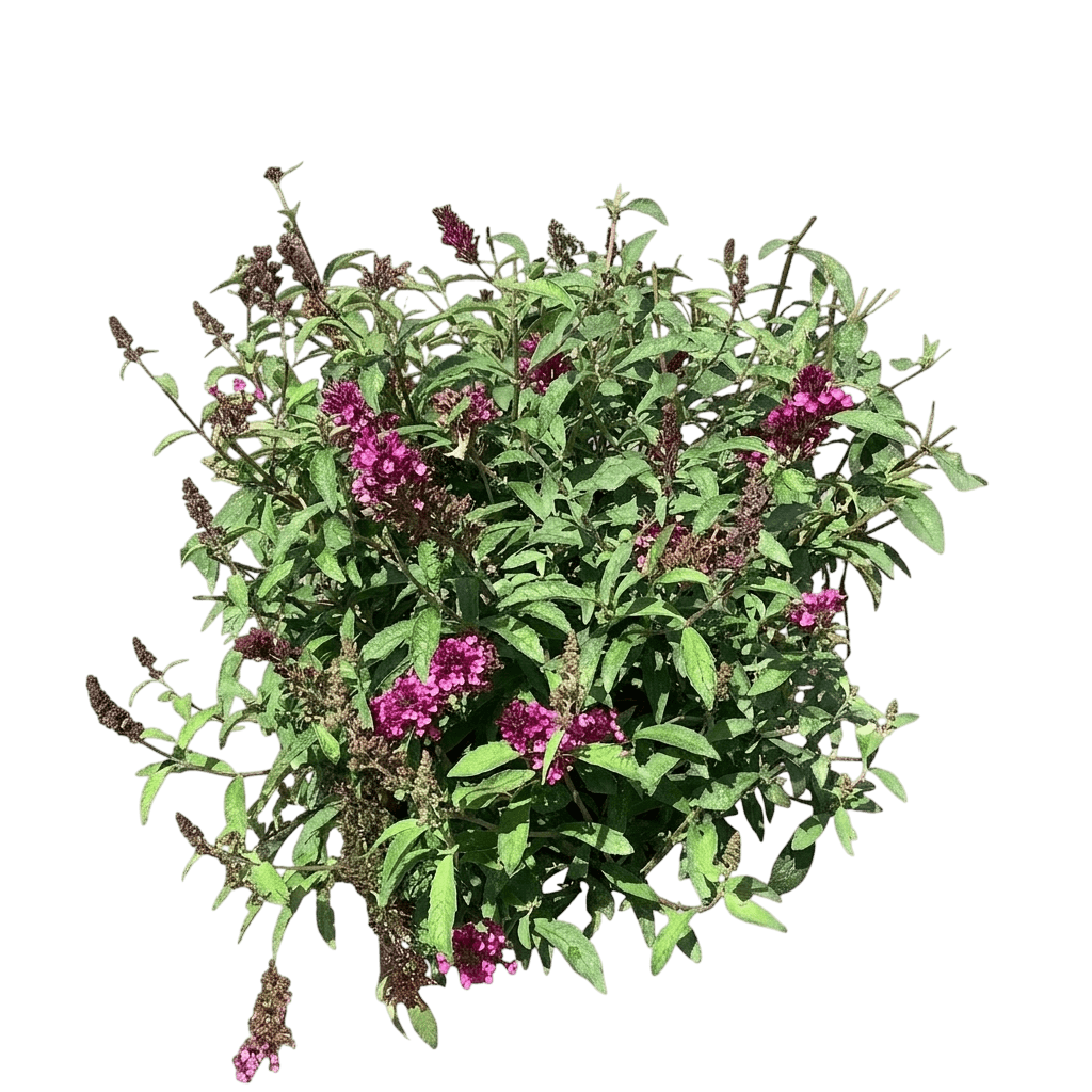 Fliederspeer (Buddleia Davidii 'Buzz Hot Rasp') - Pflanzen der Bodenschicht