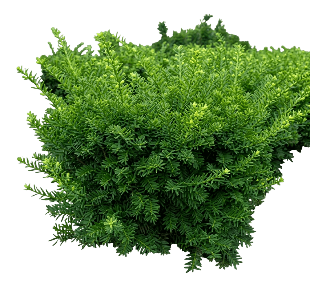 Wardi Anglo English Yew (Taxus X Media 'Wardii') - Ground Layers