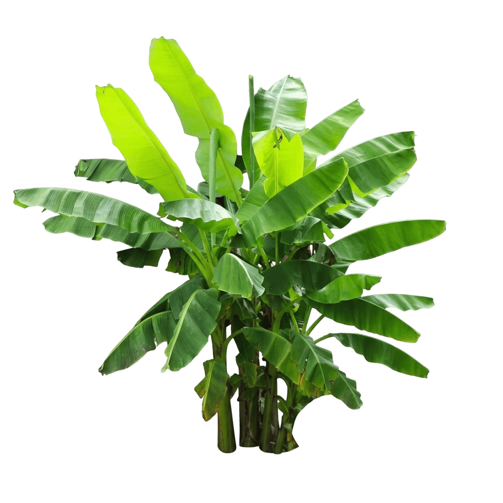 Northern Wonder™ Banana (Musa Basjoo Var. Basjoo 'Northern Wonder Banana') - Perennials