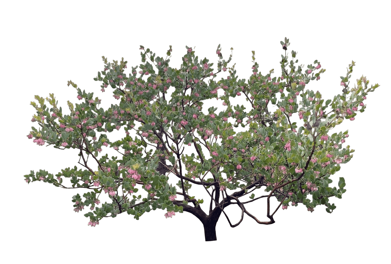 Lester Rountree manzanita (Arctostaphylos 'Lester Rowntree') - Shrubs