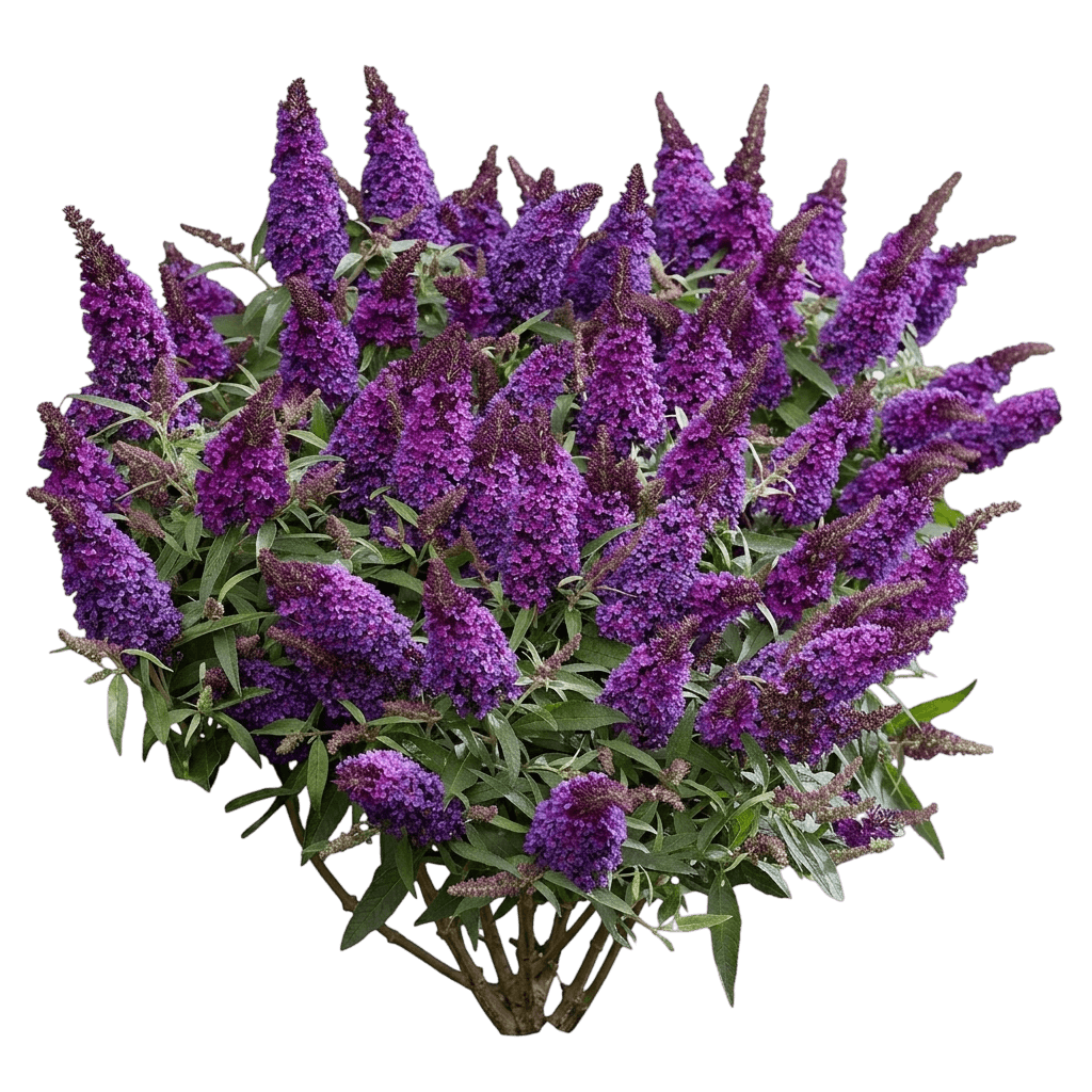 Buzz Midnight Butterfly Bush (Buddleja Davidii 'Tobudmidni') - Ground Layers
