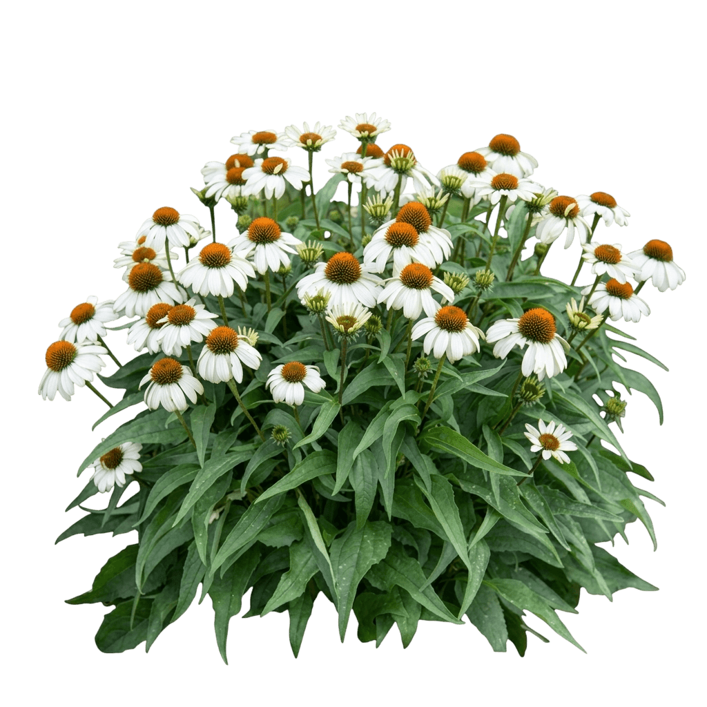 Sunseekers White Perfection Coneflower (Echinacea 'Ifecsswp') - Perennials