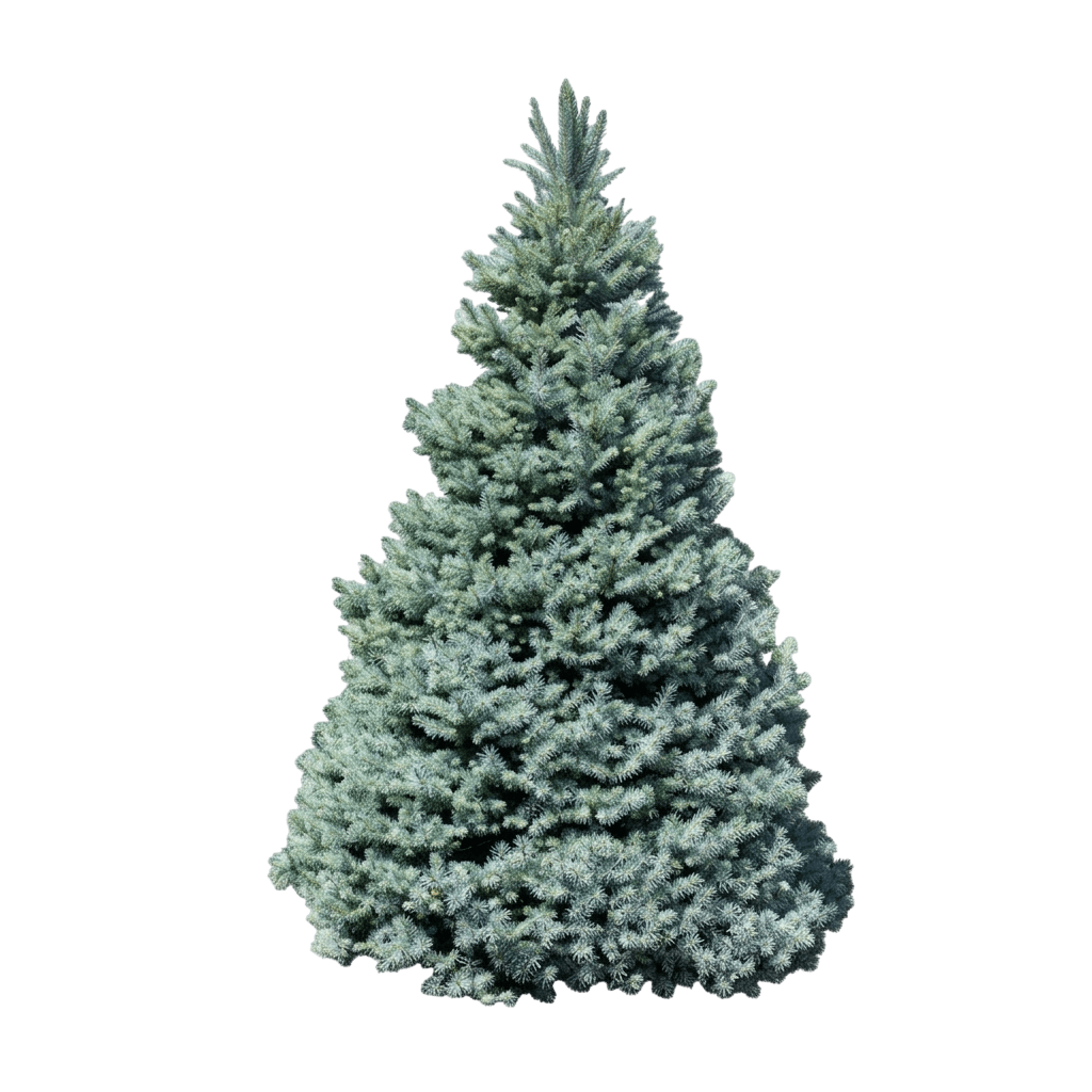 Sester Dwarf Colorado Spruce (Picea Pungens 'Sester Dwarf') - Evergreen Trees