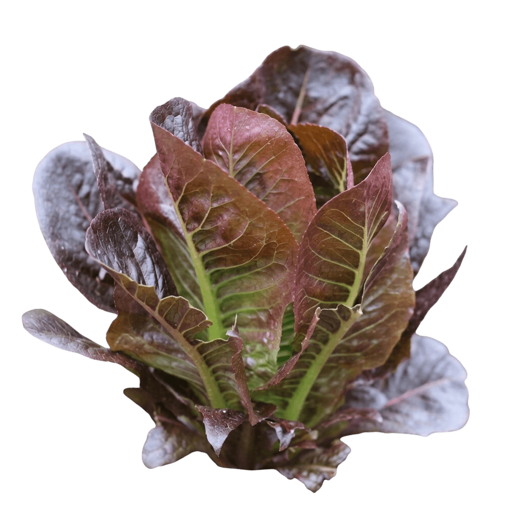 Rouge D’Hiver Romaine Lettuce (Lactuca Sativa 'Rouge D’Hiver') - Perennials