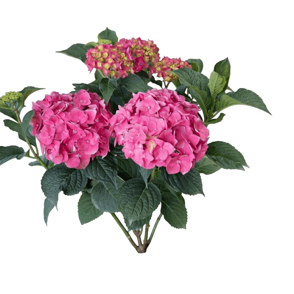Let's Dance Lovable® Bigleaf Hydrangea (Hydrangea Macrophylla Pp35,317 Var. Macrophylla 'Smnhmtb') - Shrubs