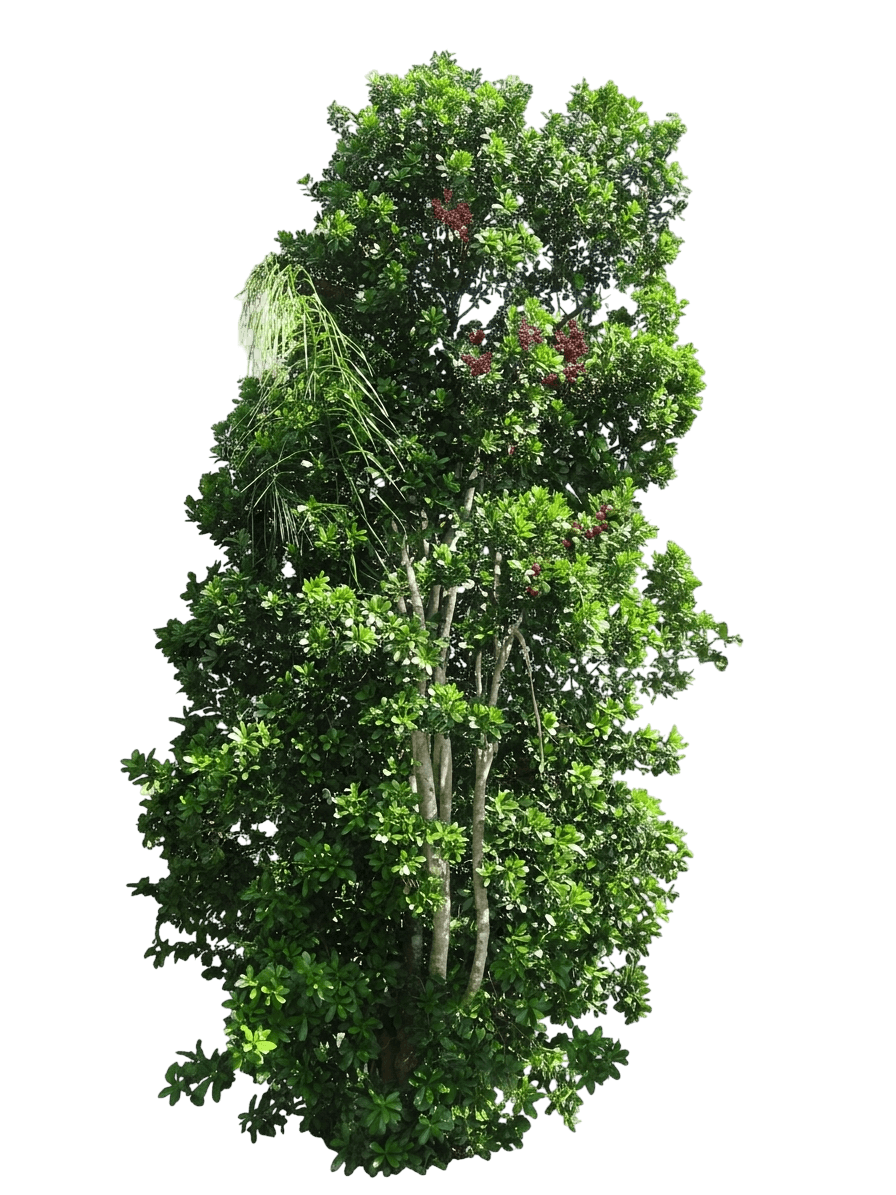 Wild Cinnamon (Canella Winterana) - Evergreen Trees