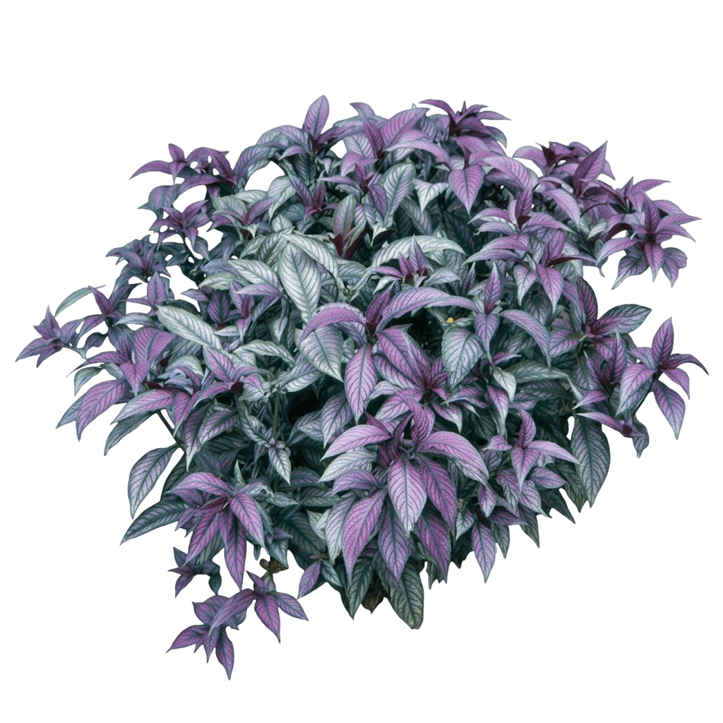 Persian Shield (Strobilanthes Dyerianus) - Ground Layers