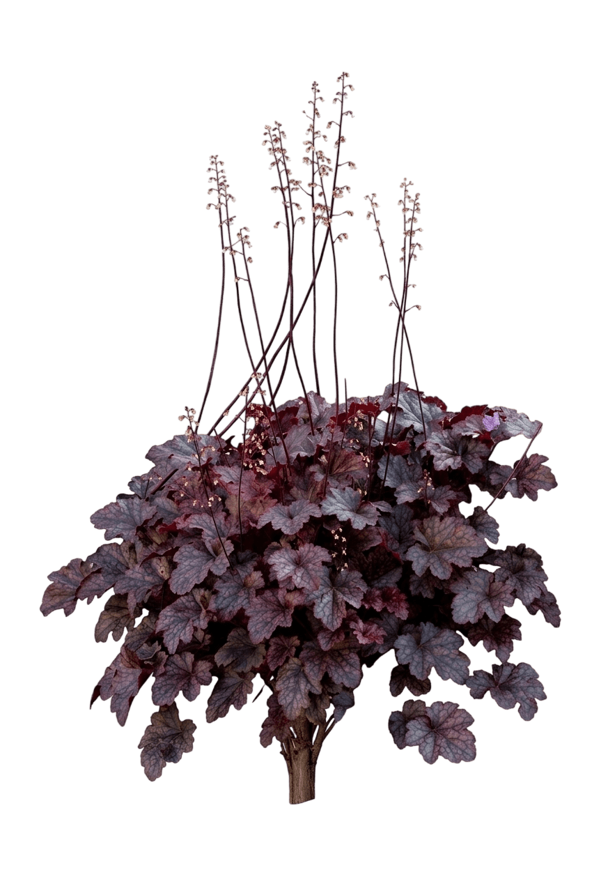 Northern Exposure™ Sienna Coral Bells (Heuchera X Var. X 'Tnheunesi') - Perennials